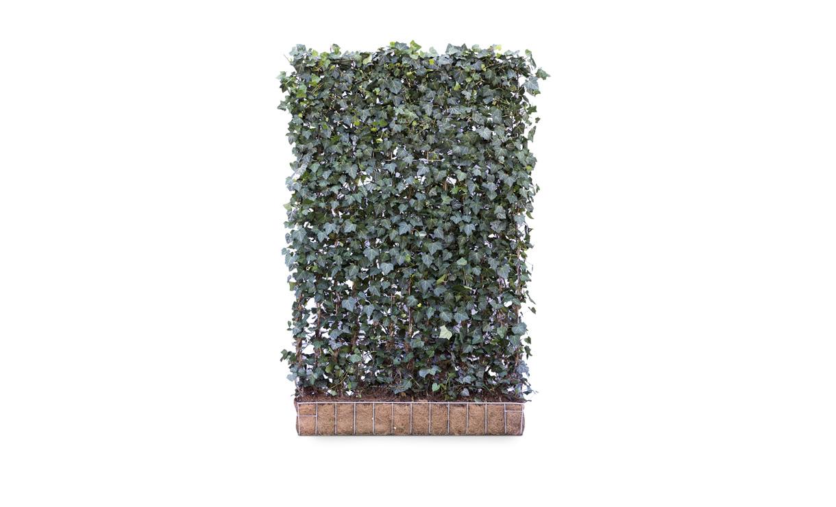 Kant-en-klaar Hedera Hibernica - 180 cm • Gras en Groen Winkel