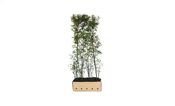 Quickhedge Krentenboom 200 cm - Amelanchier Lemarckii • Gras en Groen Winkel