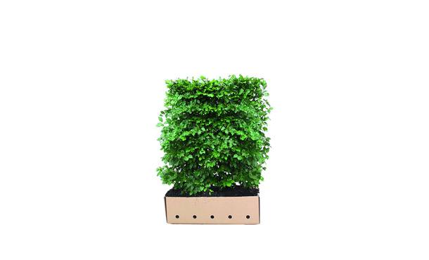 Quickhedge Groene beuk 120 cm - Fagus Sylvatica • Gras en Groen Winkel