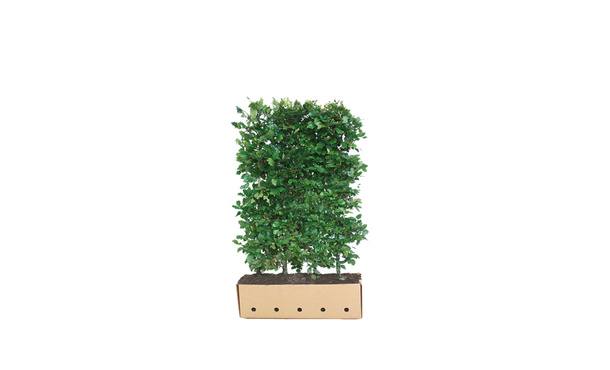 Quickhedge Groene beuk 150 cm - Fagus Sylvatica • Gras en Groen Winkel