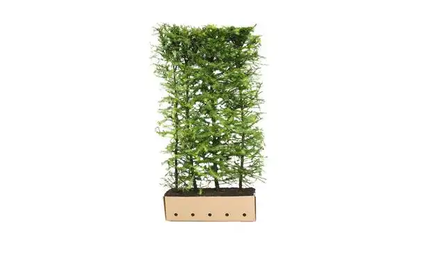 Quickhedge Japanse Lariks 200 cm - Larix Kaempferi • Gras en Groen Winkel
