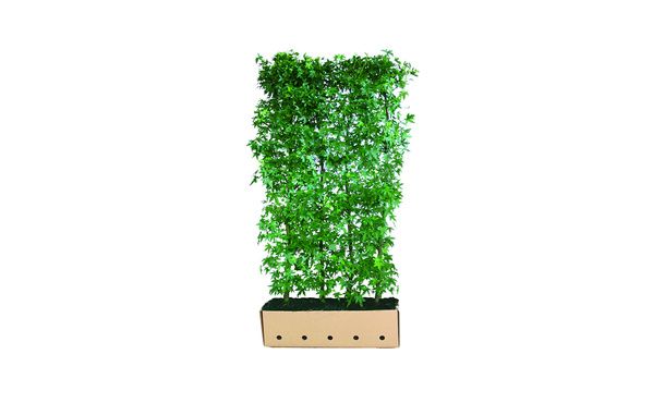 Quickhedge Amberboom200 cm - Liquidambar styraciflua ‘Worplesdon’ • Gras en Groen Winkel