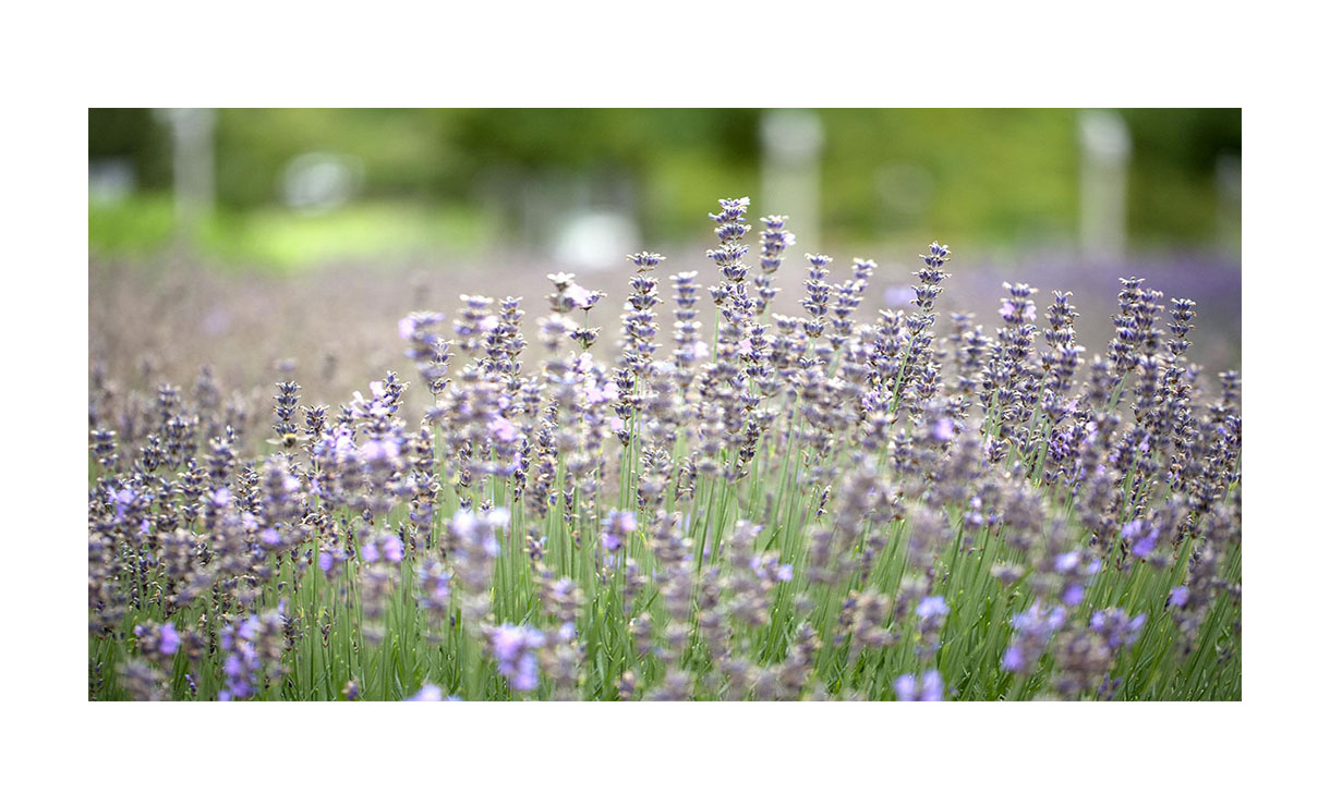 Lavendel 'Munstead' - Lavandula angustifolia 'Munstead' • Gras en Groen Winkel