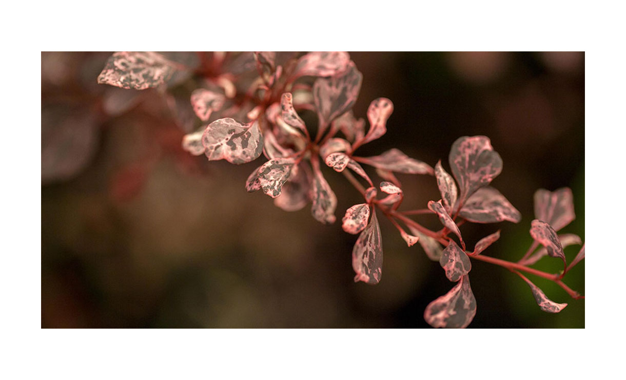 Zuurbes - Berberis thunbergii 'Harlequin' • Gras en Groen Winkel