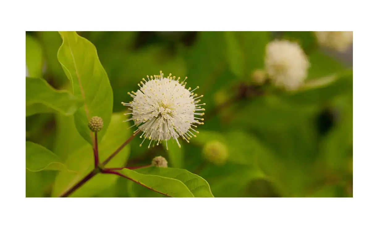 Kogelbloem - Cephalanthus occidentalis • Gras en Groen Winkel