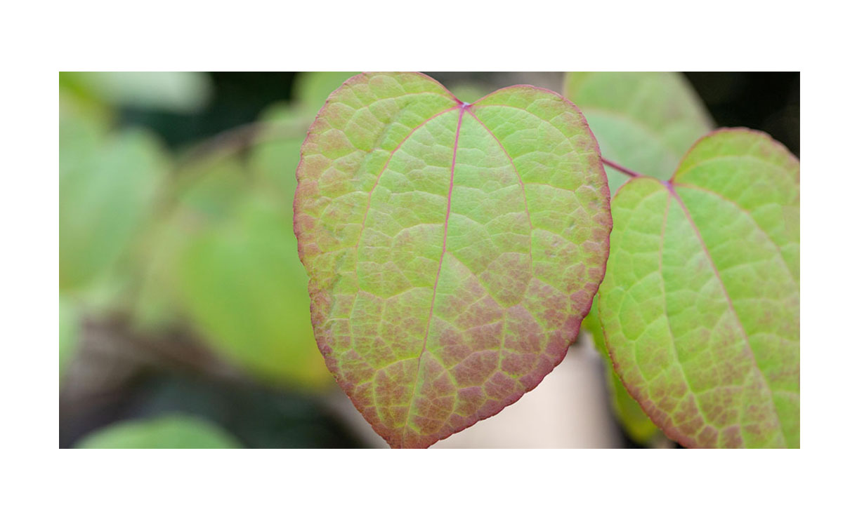 Katsuraboom - Cercidiphyllum japonicum • Gras en Groen Winkel