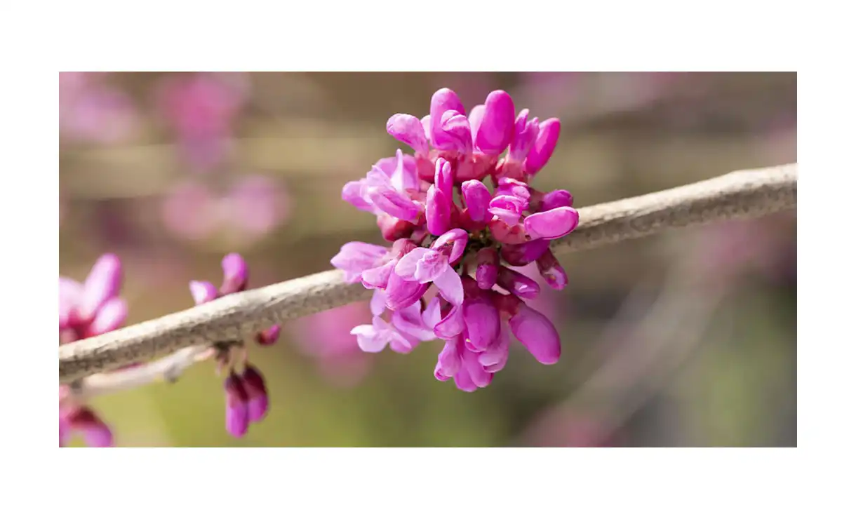 Chinese Judasboom - Cercis chinensis Avondale • Gras en Groen Winkel