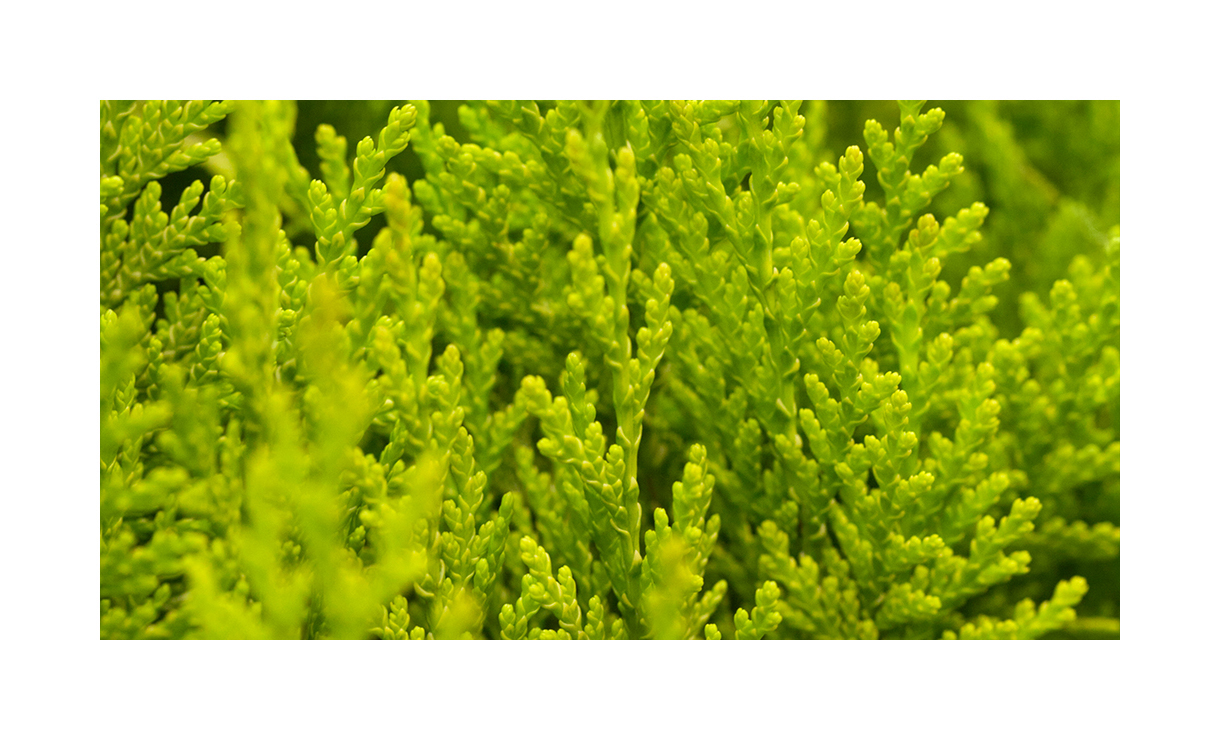 Gele haagconifeer 'Ivonne' - Chamaecyparis lawsoniana Ivonne • Gras en Groen Winkel