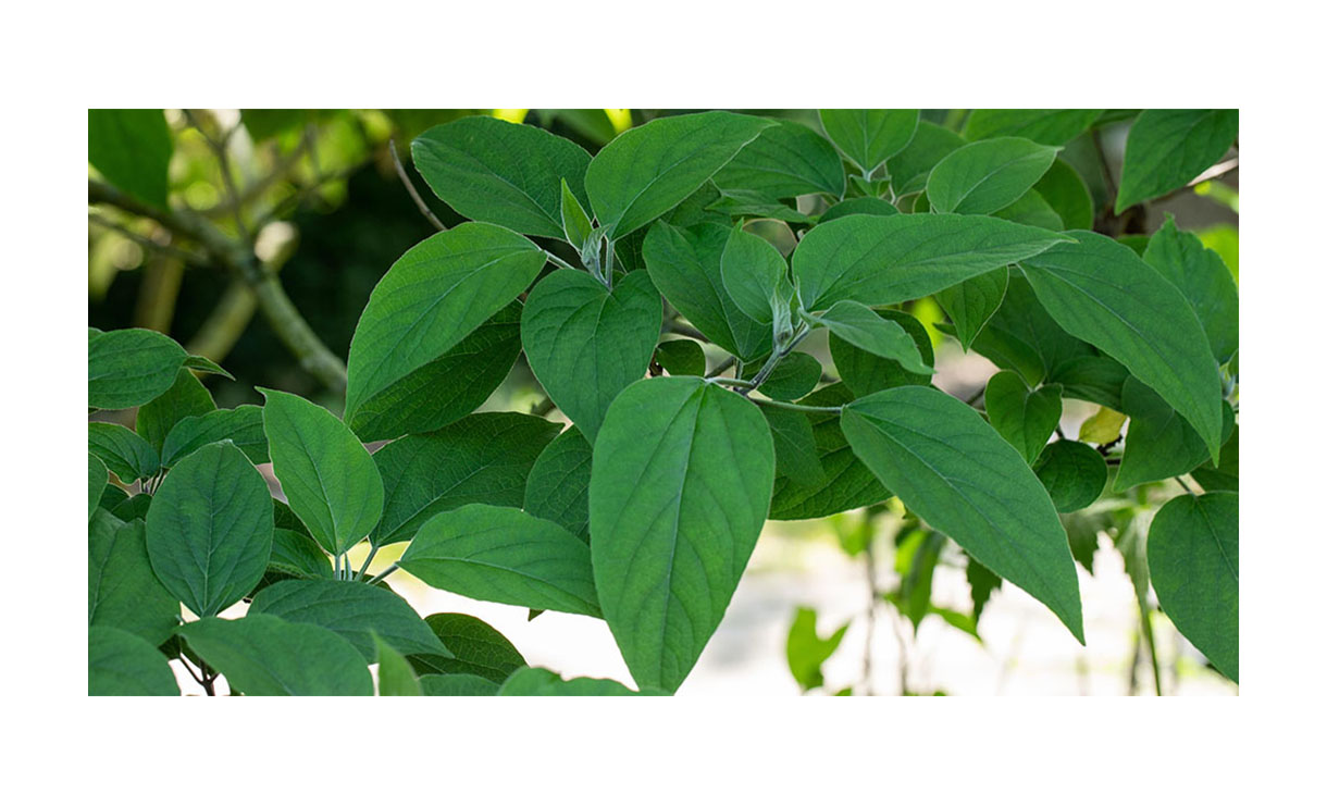 Pindakaasboom - Clerodendrum trichotomum fargesii • Gras en Groen Winkel