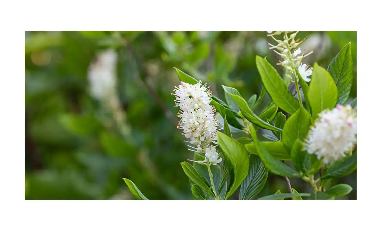 Schijnels - Clethra alnifolia • Gras en Groen Winkel