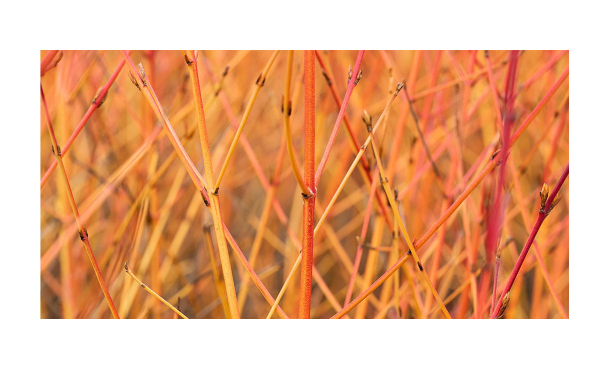 Rode kornoelje - Cornus sanguinea Midwinter Fire • Gras en Groen Winkel
