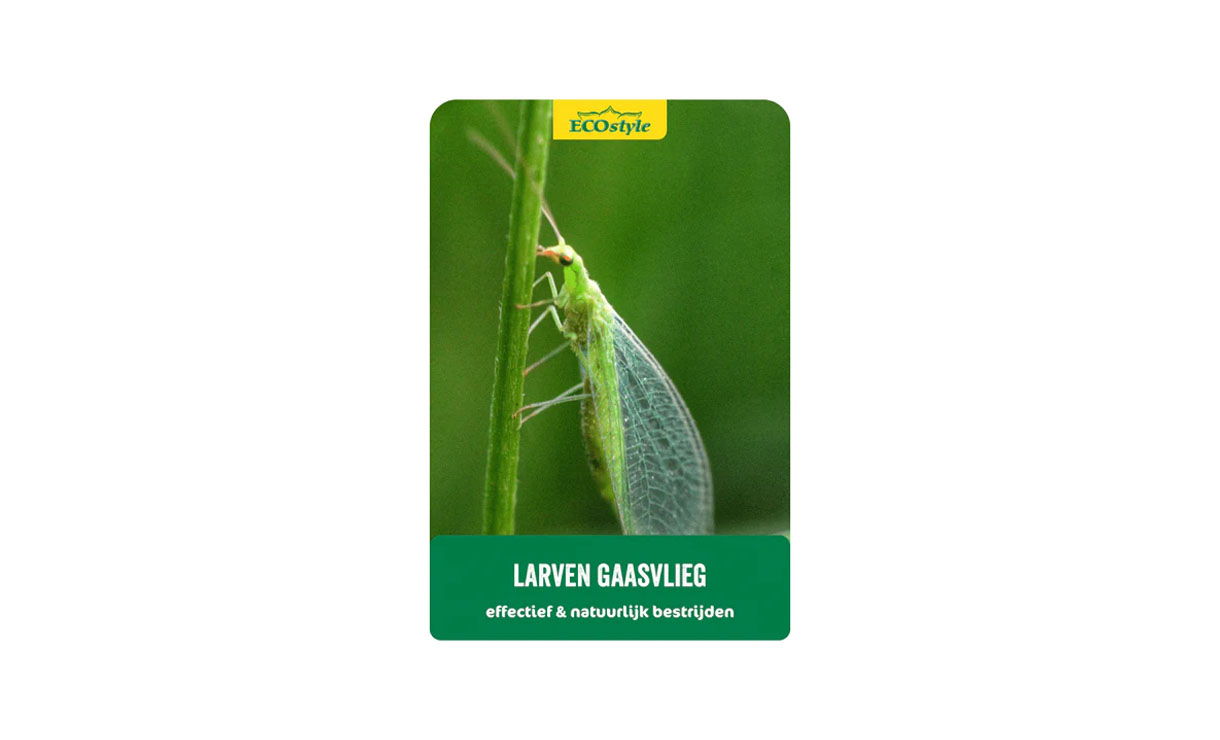 ECOstyle - Gaasvlieg tegen bladluis - Natuurlijke vijanden • Gras en Groen Winkel