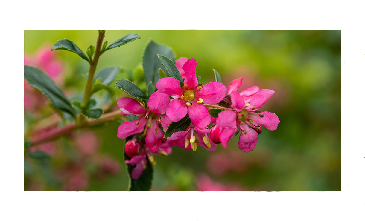 Escallonia 'Red Dream' - Escallonia 'Red Dream' • Gras en Groen Winkel