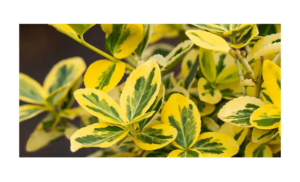 Kardinaalsmuts 'Emerald 'n Gold' - Euonymus fortunei 'Emerald 'n Gold' • Gras en Groen Winkel