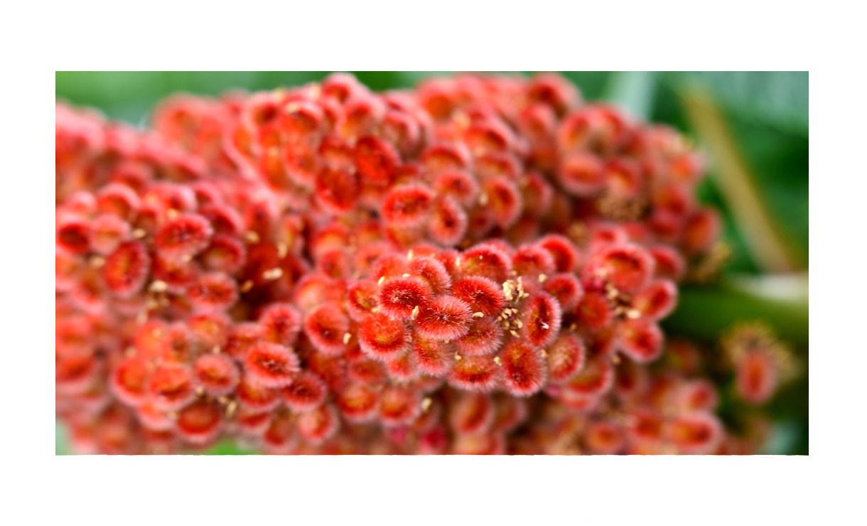 Fluweelboom • Gras en Groen Winkel