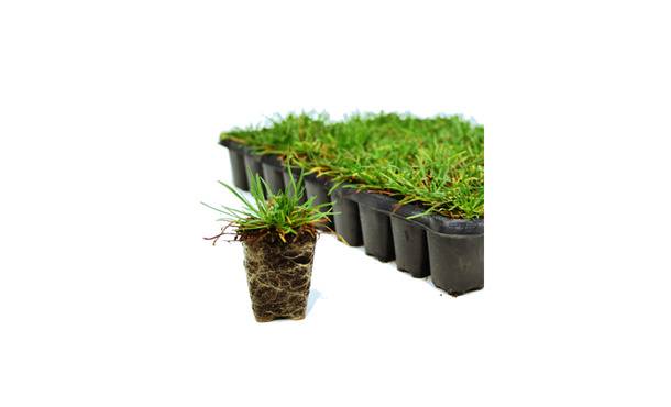 Graspluggen P5 - Tray 72 stuks - Sempergreen • Gras en Groen Winkel