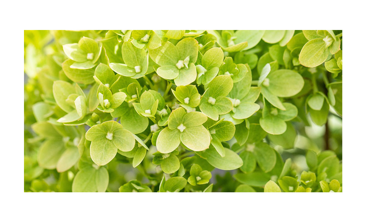 Pluimhortensia 'Little Lime' - Hydrangea paniculata 'Little Lime' • Gras en Groen Winkel