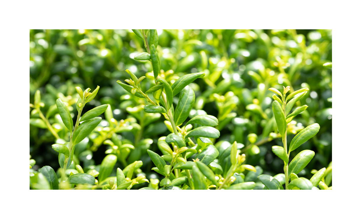 Japanse hulst 'Convexa' • Gras en Groen Winkel