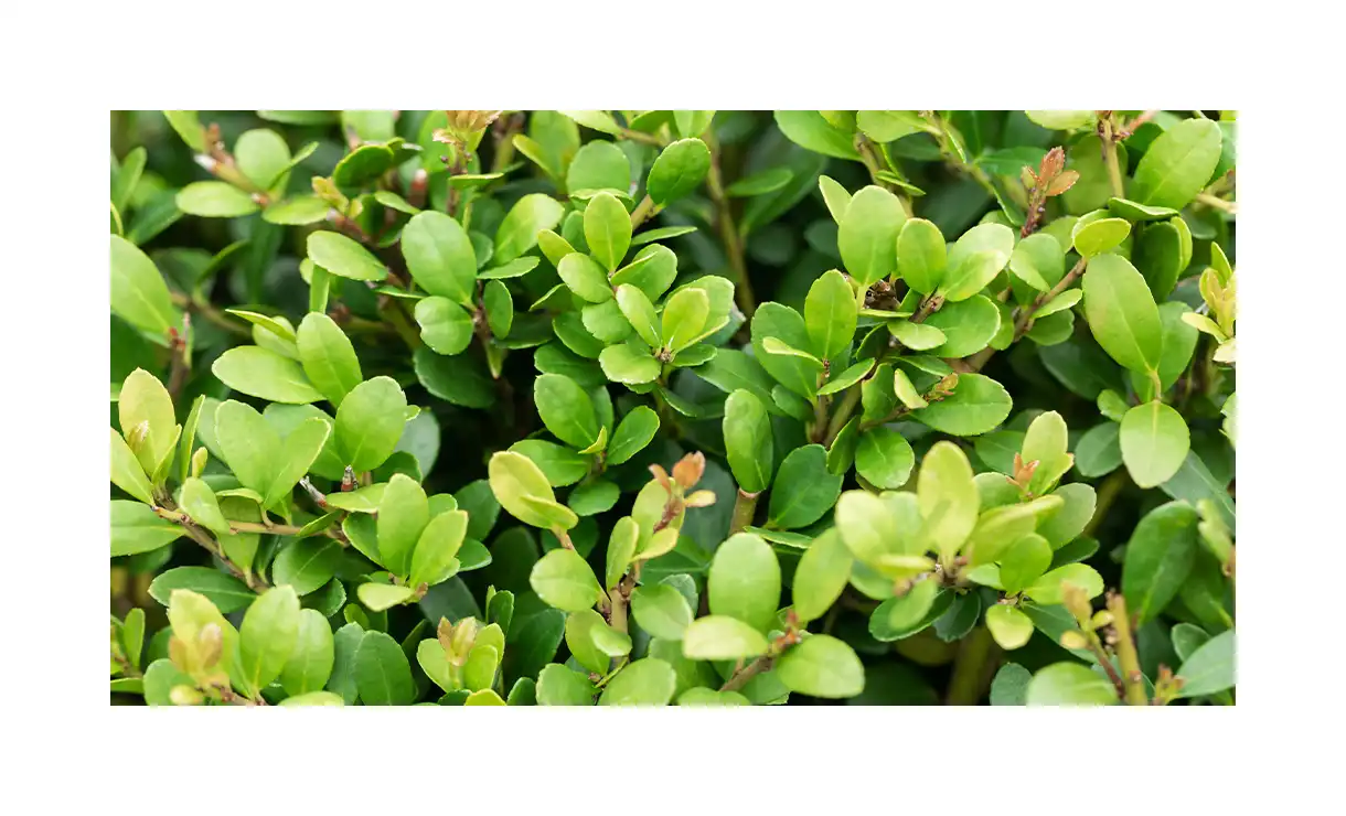 Japanse hulst 'Green Hedge' - Ilex crenata 'Green Hedge' • Gras en Groen Winkel