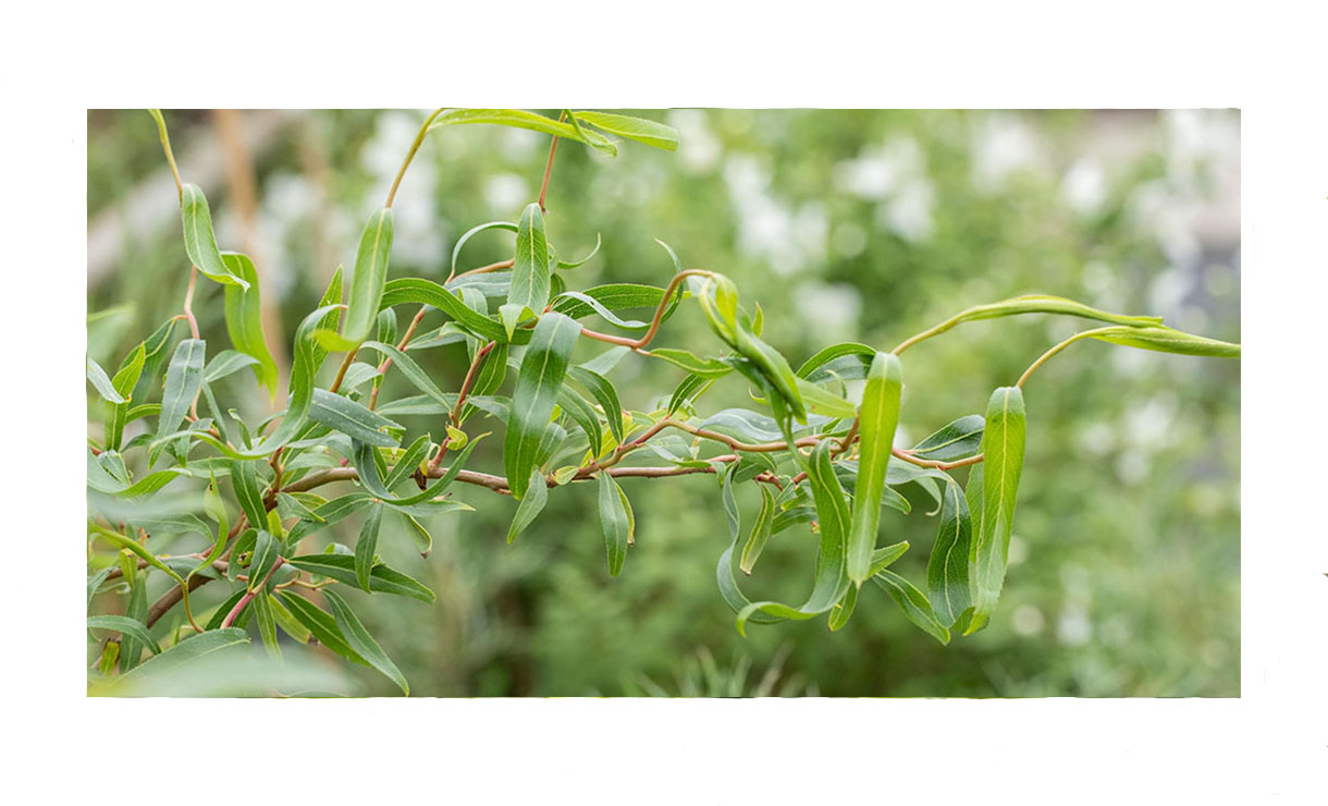 Kronkelwilg - Salix babylonica Tortuosa • Gras en Groen Winkel