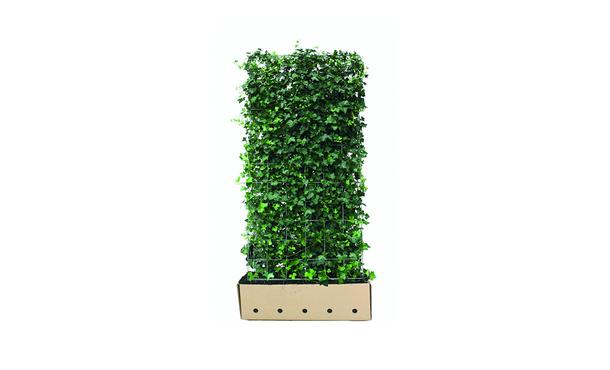 Quickhedge hederahaag - 180 cm • Gras en Groen Winkel