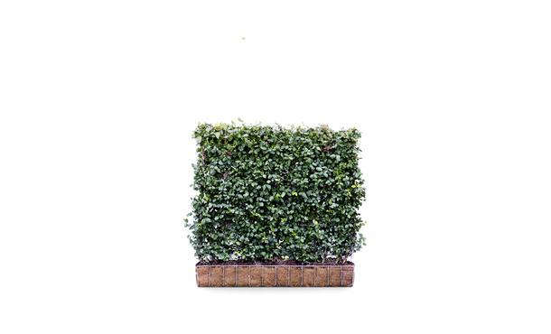Kant-en-klaar Kardinaalsmuts - 100 cm • Gras en Groen Winkel