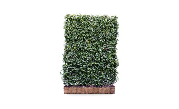 Kant-en-klaar Kardinaalsmuts - 180 cm • Gras en Groen Winkel