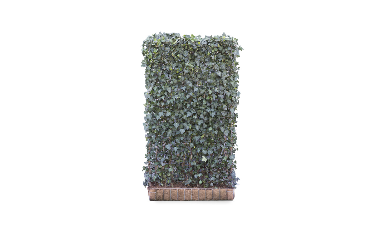 Kant-en-klaar Hedera Hibernica - 220 cm • Gras en Groen Winkel