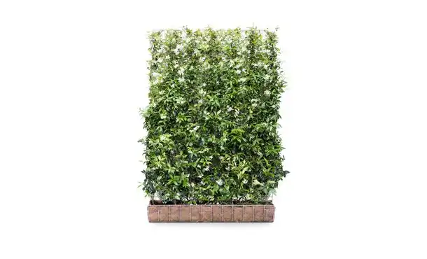 Mobilane - Kant-en-klaar Haag Toscaanse Jasmijn 180 cm - Trachelospermum jasminoides • Gras en Groen Winkel