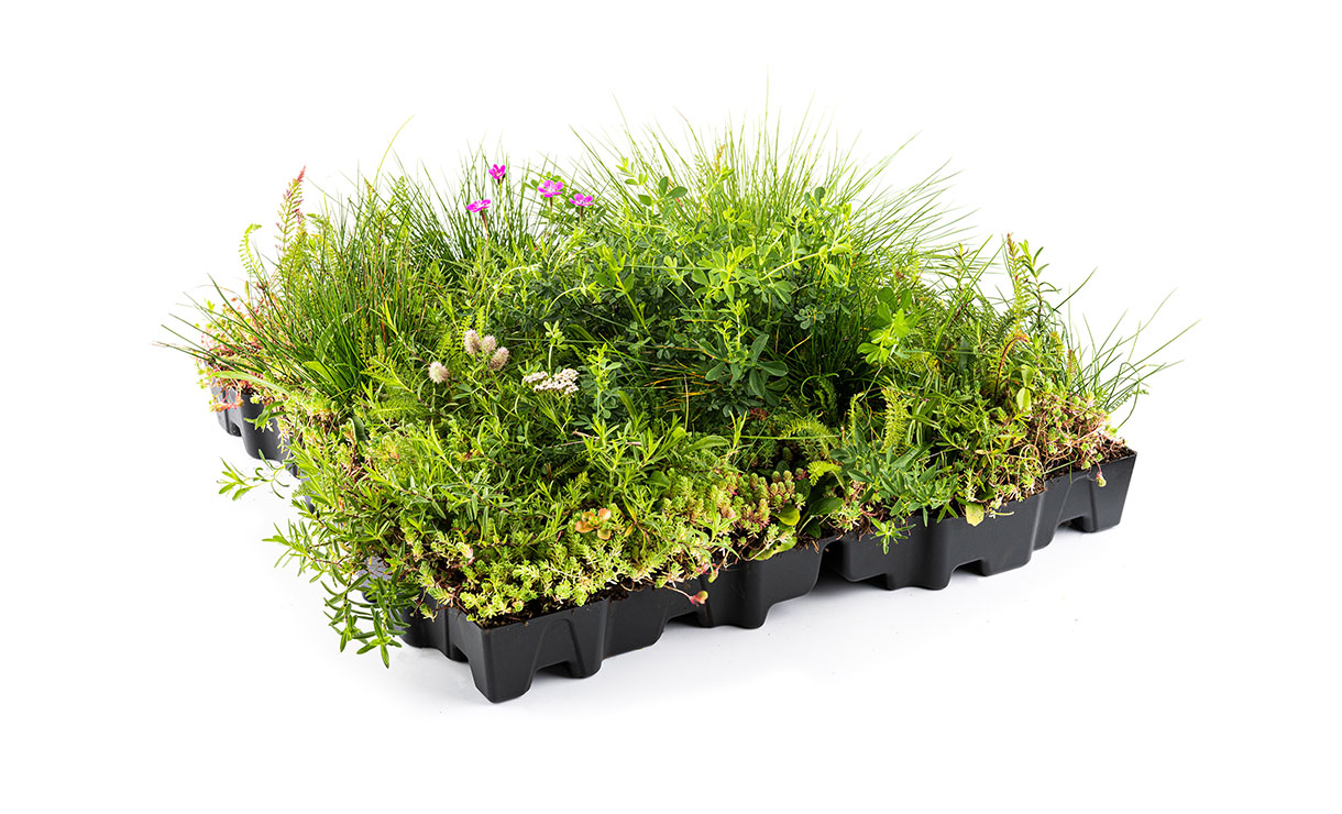 MobiRoof ECO Sedum & Wildflowers - Mobilane - 4 p/m² • Gras en Groen Winkel