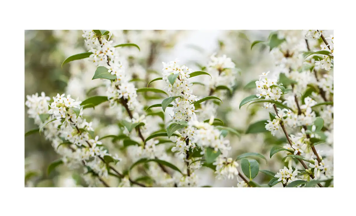 Schijnhulst - Osmanthus burkwoodii • Gras en Groen Winkel