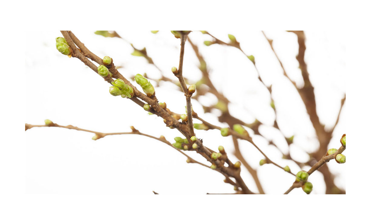 Witte amandel • Gras en Groen Winkel