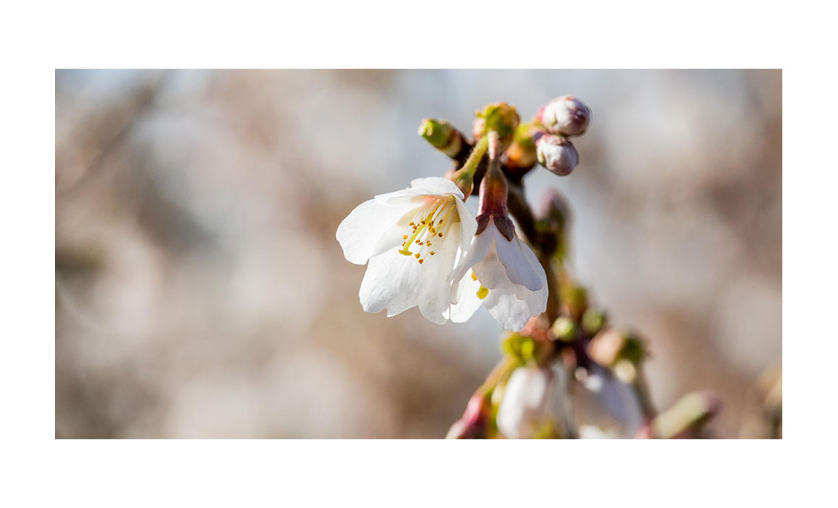 Chinese dwergsierkers - Prunus incisa Kojou-no-mai • Gras en Groen Winkel