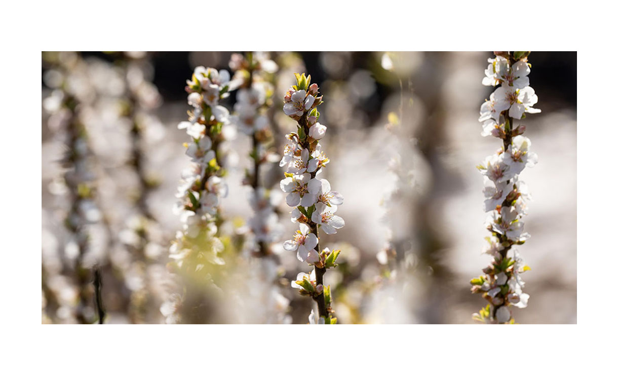 Nanking kers - Prunus tomentosa • Gras en Groen Winkel