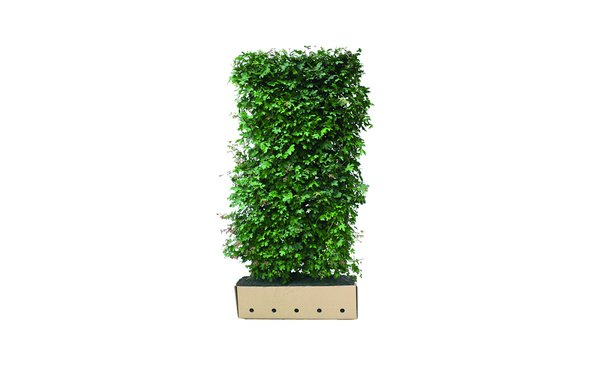 Quickhedge Veldesdoorn 200 cm - Acer Campestre • Gras en Groen Winkel