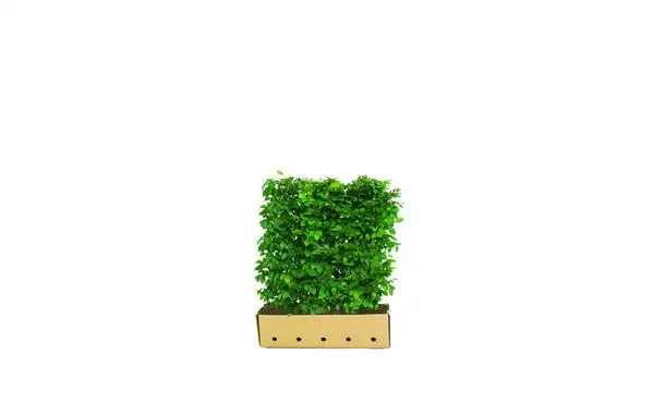 Quickhedge haagbeuk 120 cm - Carpinus betulus • Gras en Groen Winkel