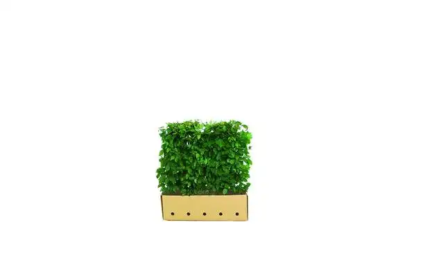 Quickhedge haagbeuk 80 cm - Carpinus betulus • Gras en Groen Winkel
