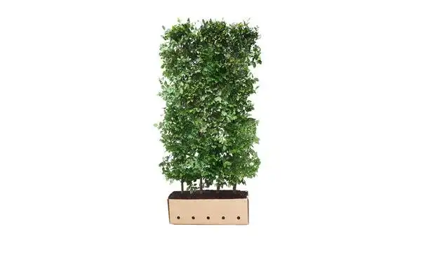 Quickhedge Groene beuk 200 cm - Fagus Sylvatica • Gras en Groen Winkel