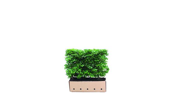 0 • Gras en Groen Winkel