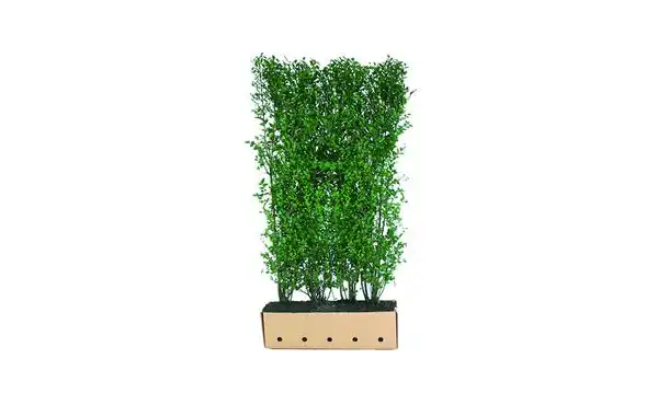 Quickhedge Haagliguster 200 cm - Ligustrum ovalifolium • Gras en Groen Winkel