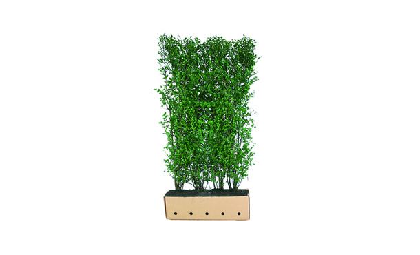 Quickhedge Liguster - 200 cm • Gras en Groen Winkel
