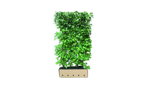 Quickhedge Amberboom 200 cm - Liquidambar styraciflua • Gras en Groen Winkel