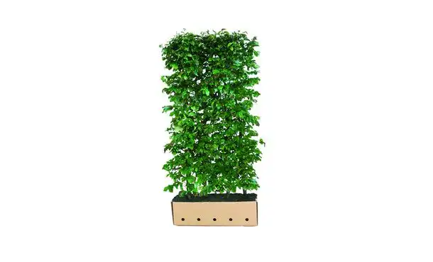 Quickhedge Perzisch IJzerhout 200 cm - Parrotia persica ‘Vanessa’ • Gras en Groen Winkel
