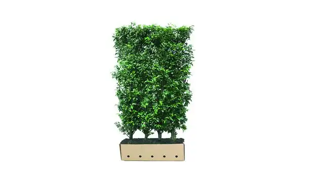 Quickhedge Portugese laurier 150 cm - Prunus lusitanica 'Angustifolia' • Gras en Groen Winkel