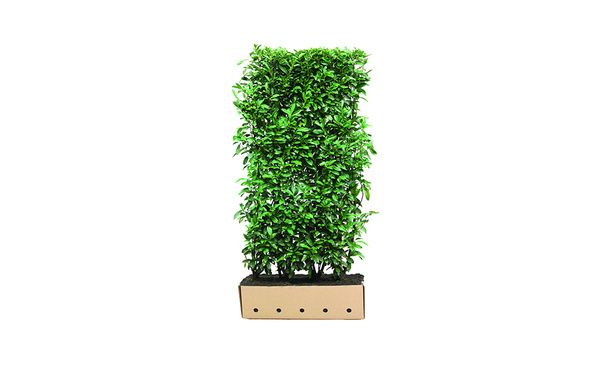 Quickhedge Laurier 'Genolia' - 200 cm • Gras en Groen Winkel