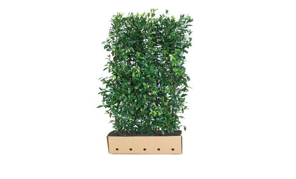 Quickhedge Laurier 'Herbergii' 150 cm - Prunus laurocerasus 'Herbergii' • Gras en Groen Winkel