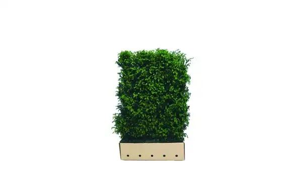 Quickhedge Taxushaag 200 cm - Taxus baccata • Gras en Groen Winkel