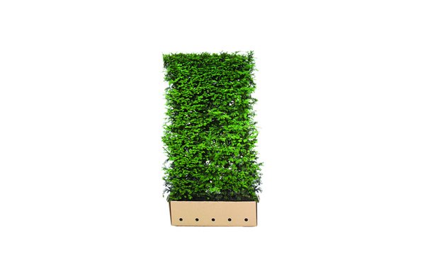 Quickhedge Taxushaag - 180 cm • Gras en Groen Winkel