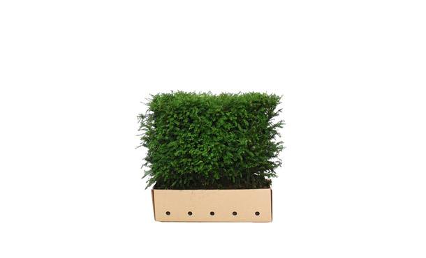 Quickhedge Taxushaag - 80 cm • Gras en Groen Winkel