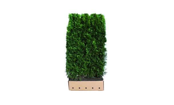 Quickhedge Conifeer 'Smaragd' 200 cm - Thuja occidentalis 'Smaragd' • Gras en Groen Winkel